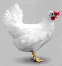 OxyGen Livestock Supplements for Poultry