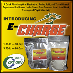 ECharge electrolyte and amino acid powder for horses by OxyGen 